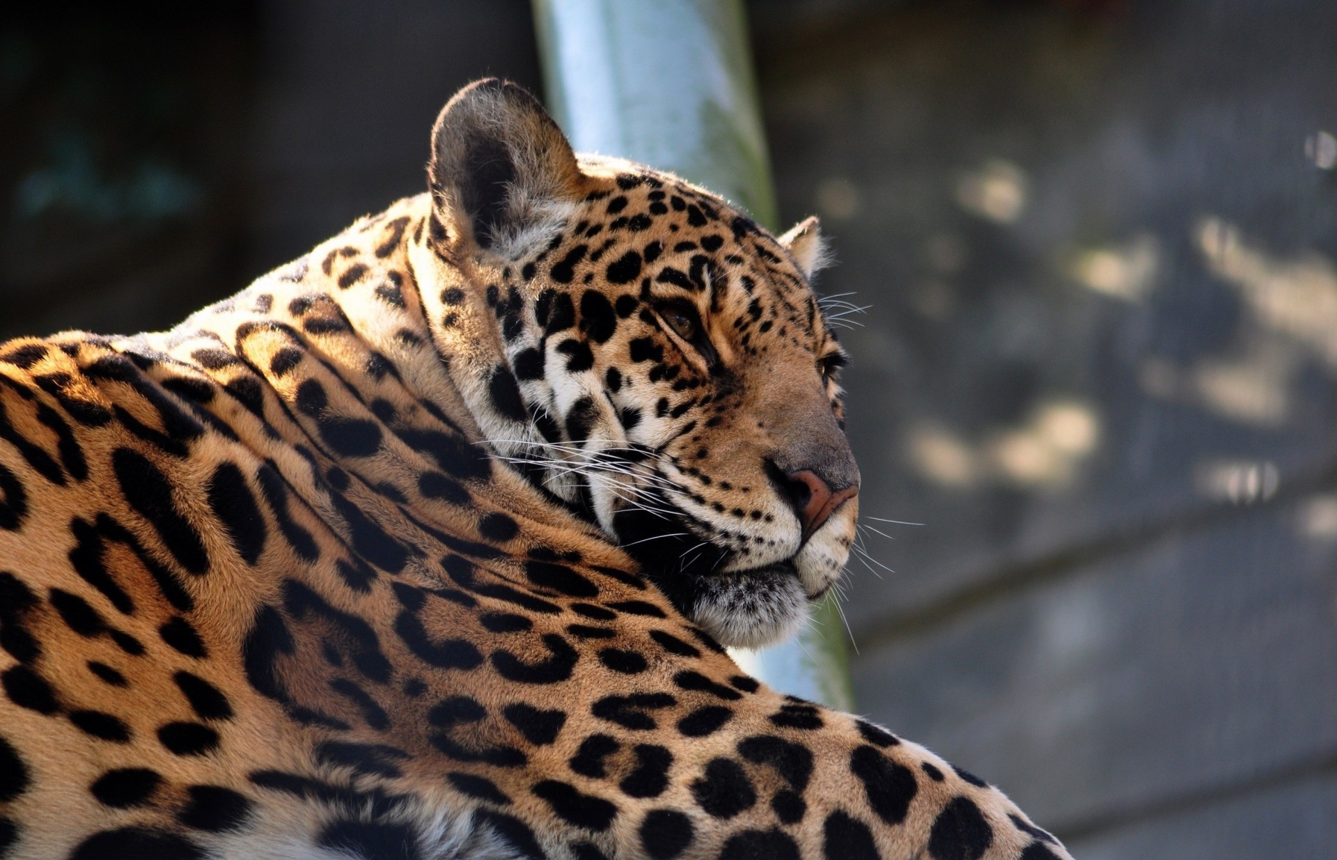 wildkatze jaguar