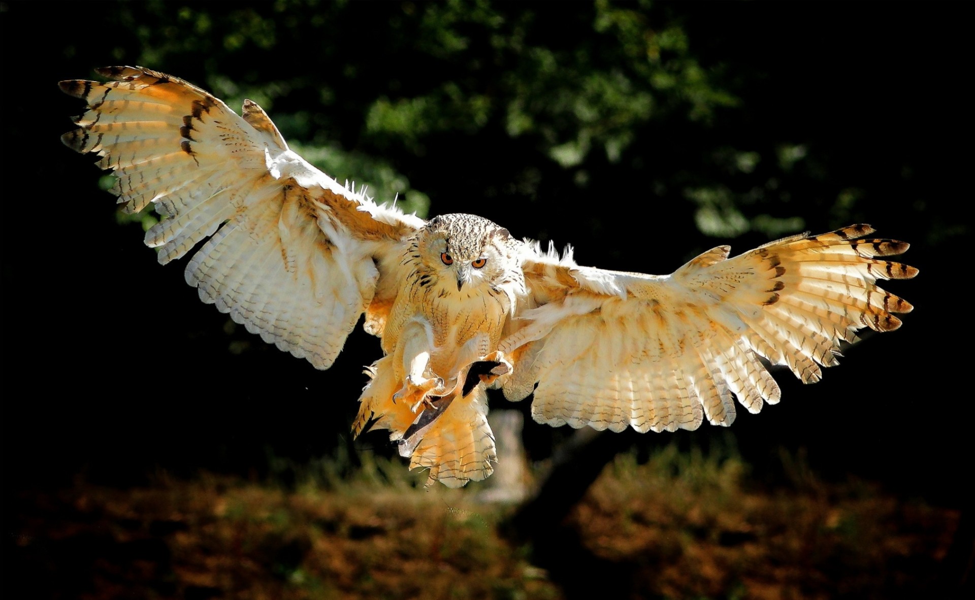 aves alas búho