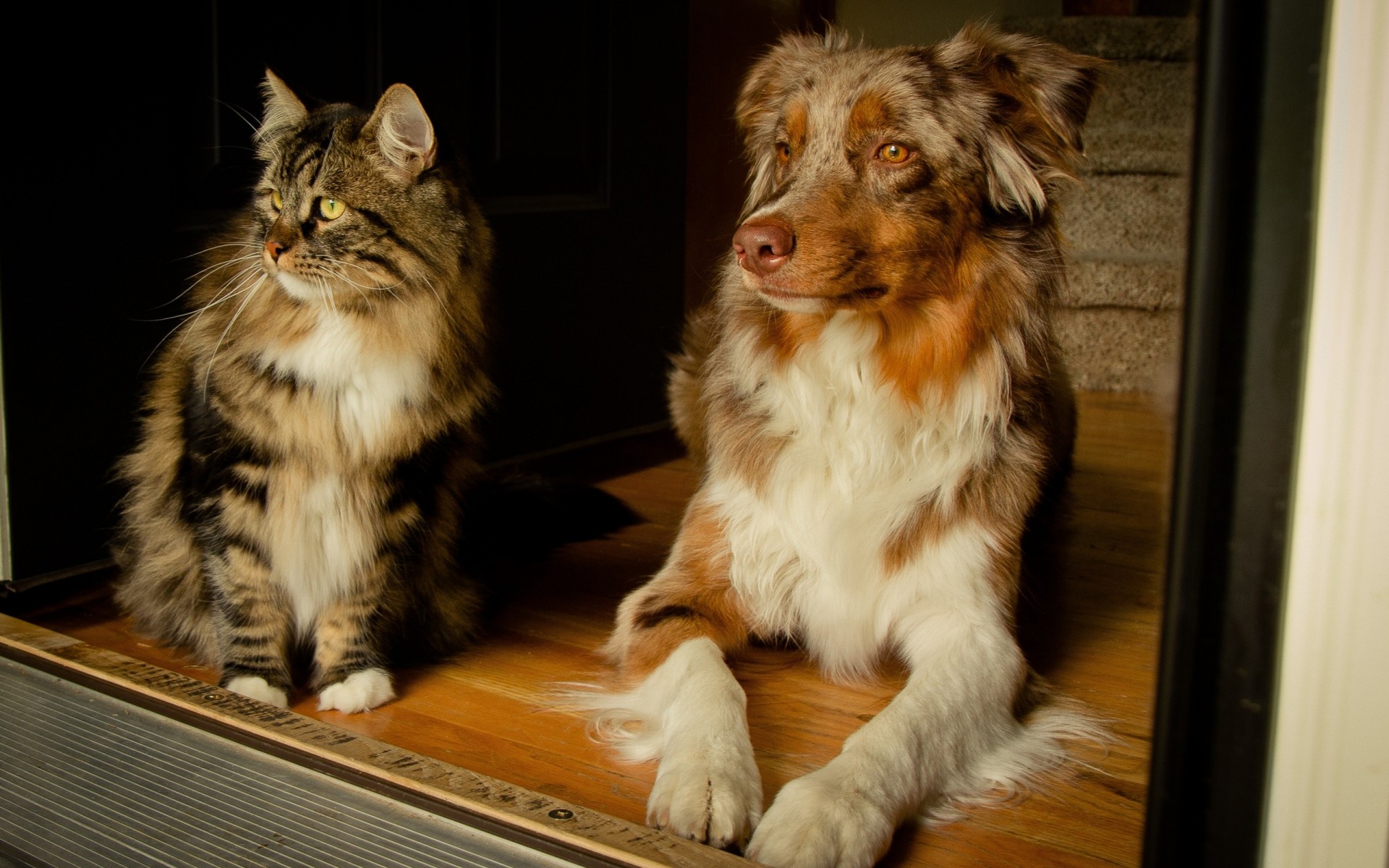 pastor australiano perro gato