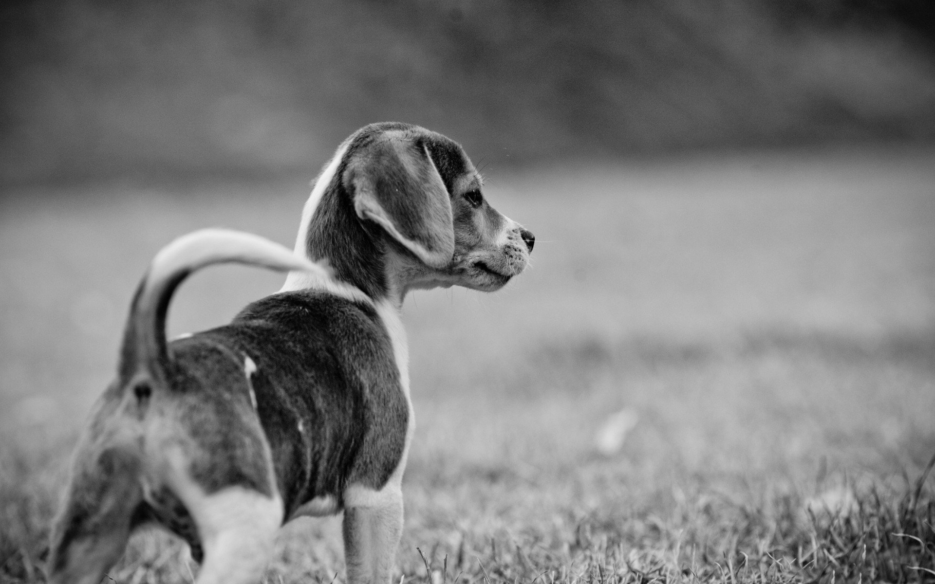 puppy walk black and white dog