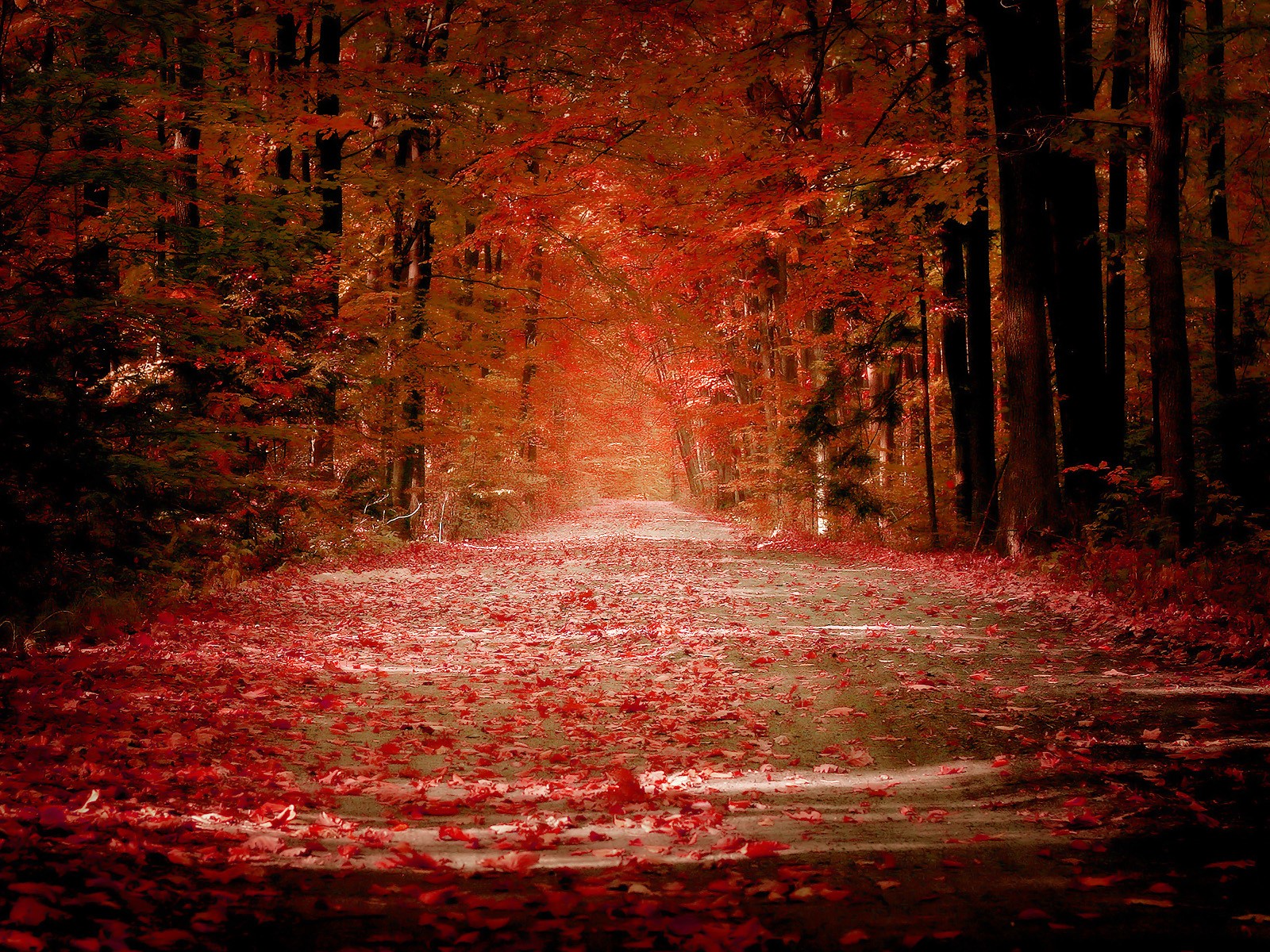 herbst blätter laubfall straße rot gasse