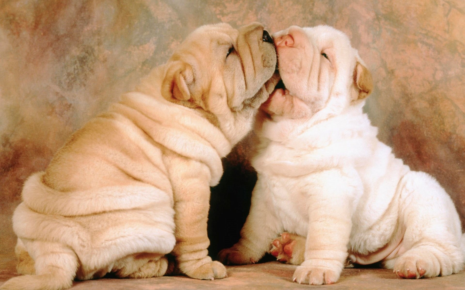 chiens chiots shar pei