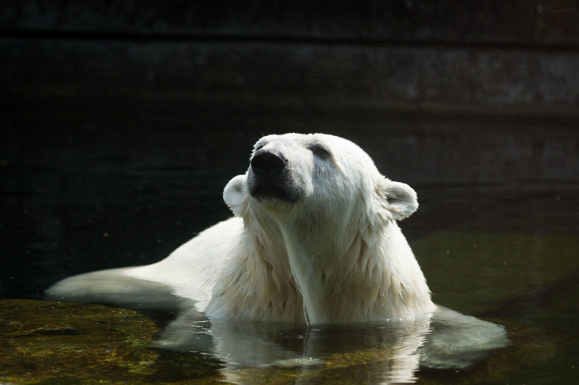 predatore orso nuoto acqua polare bianco