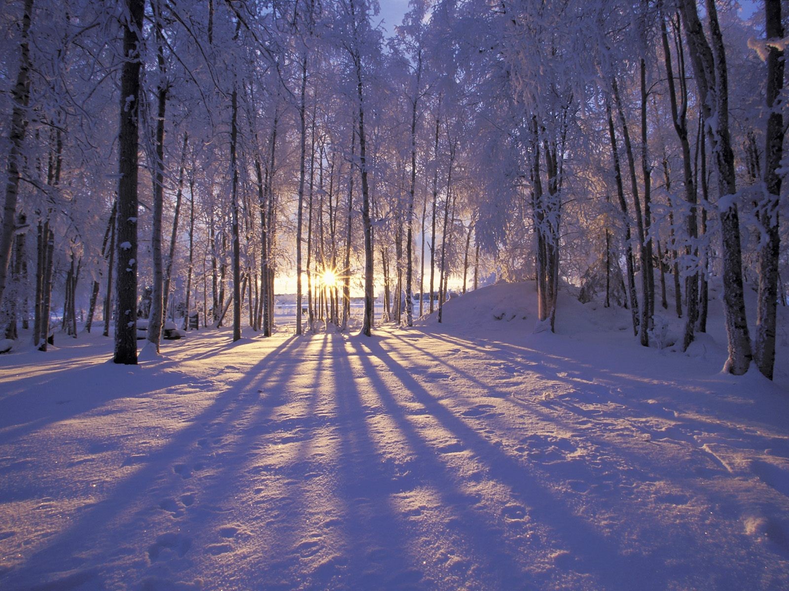 winter wald frost schnee bäume strahlen sonne