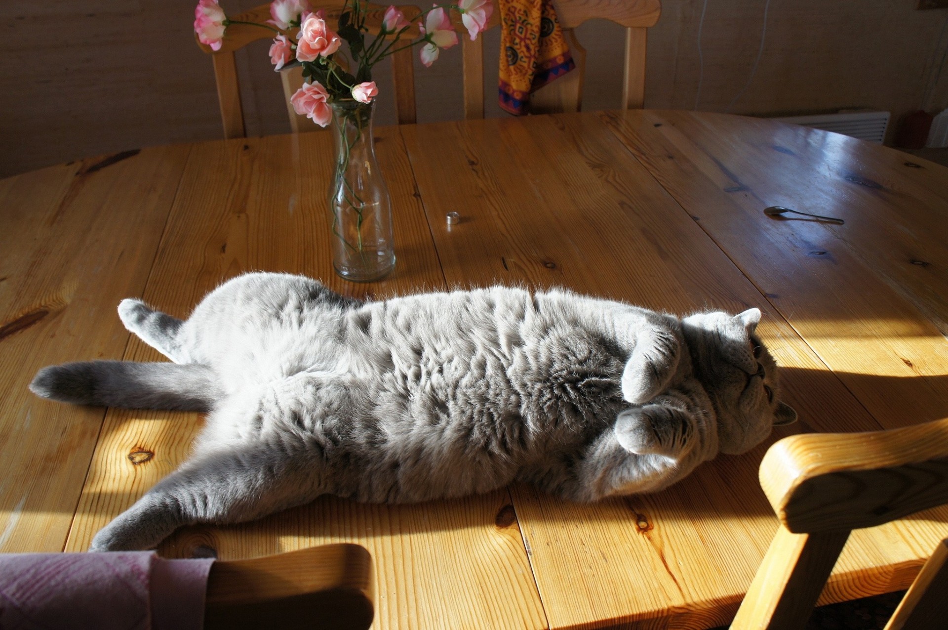 relajado gato en la mesa