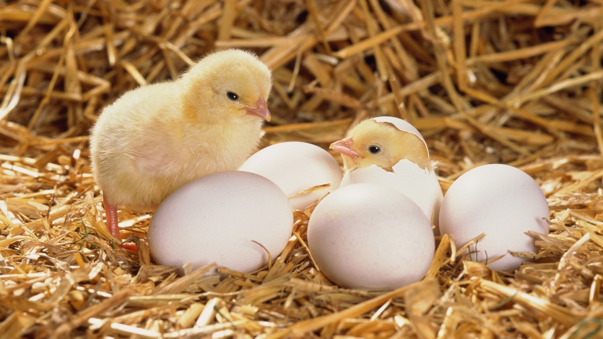 paglia fieno polli uova pollo uovo