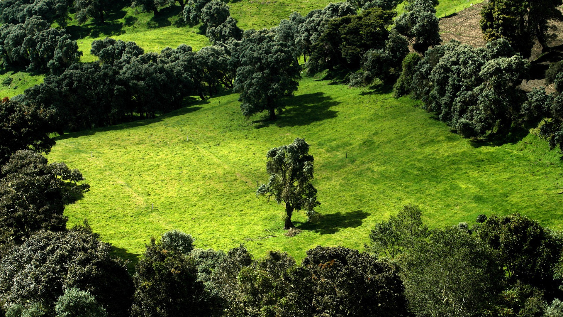 the field tree green