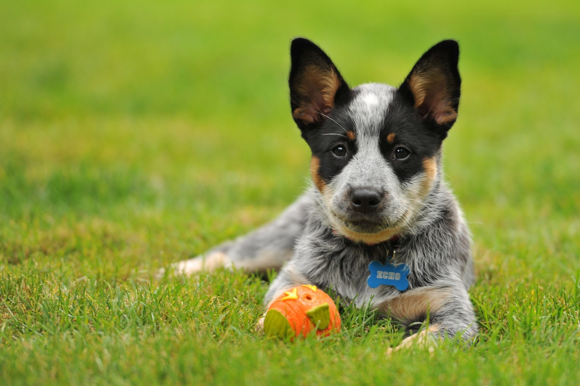 chien chiot jouets