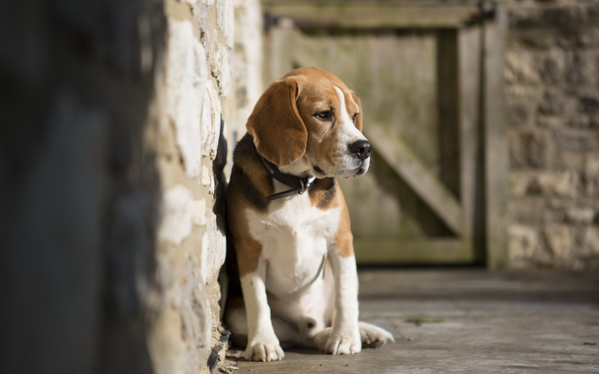 beagle chien ami