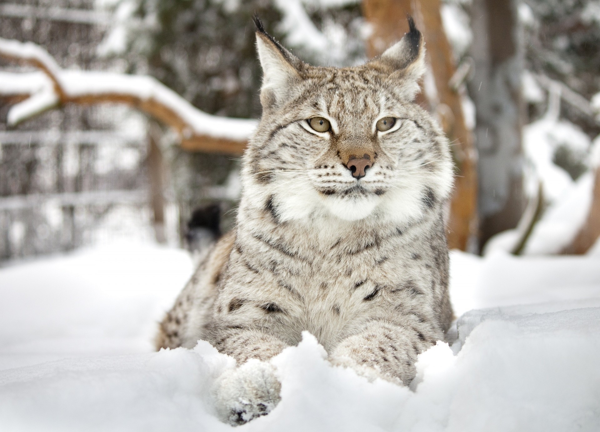 luchs wildkatze zähne