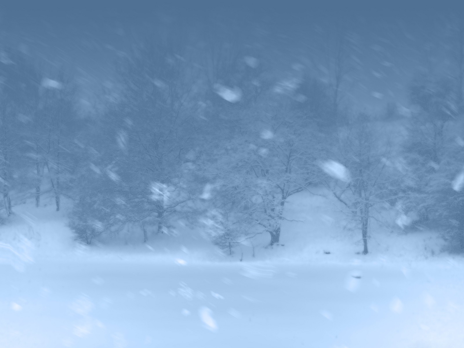 blizzard neige hiver forêt arbres