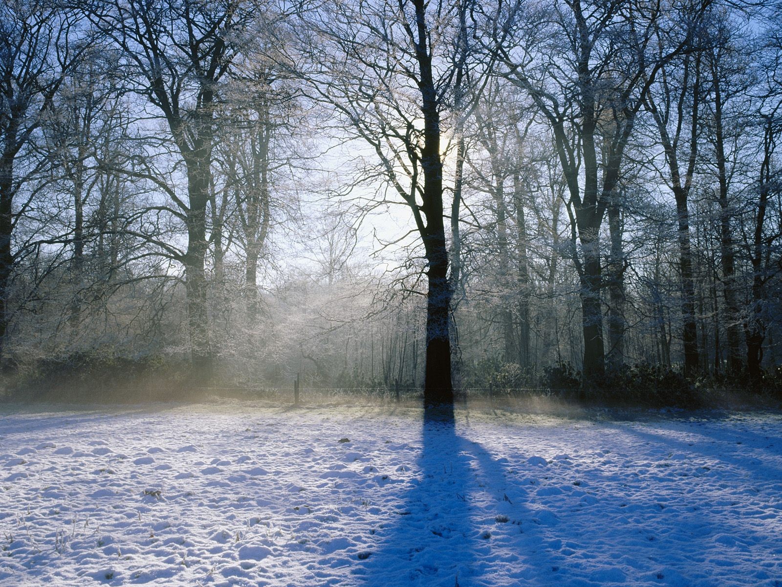 zima śnieg drzewa światło