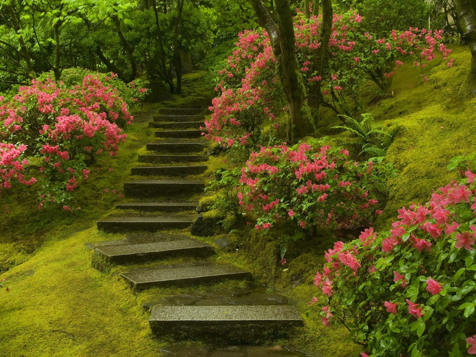 japanese garden stairs plant