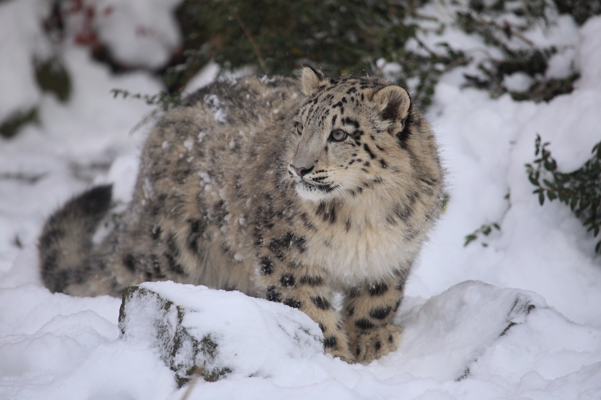 gato salvaje bestia leopardo