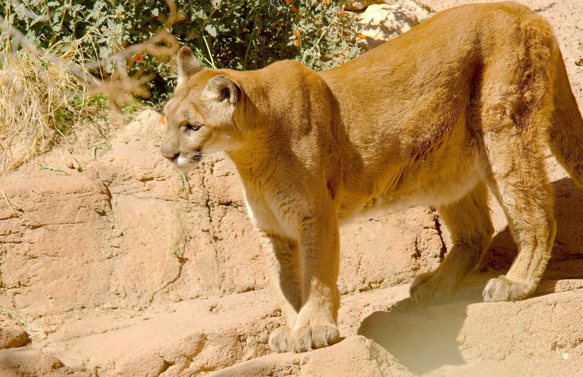 gato salvaje puma