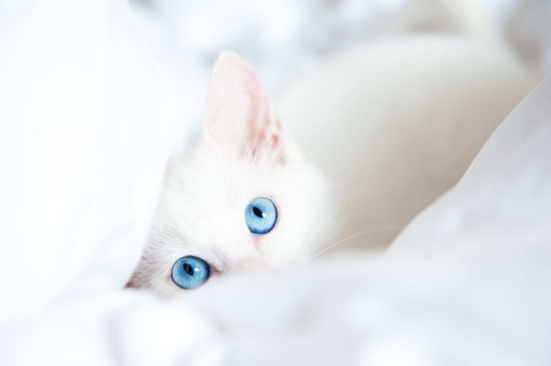 blaue augen blick weiß katze