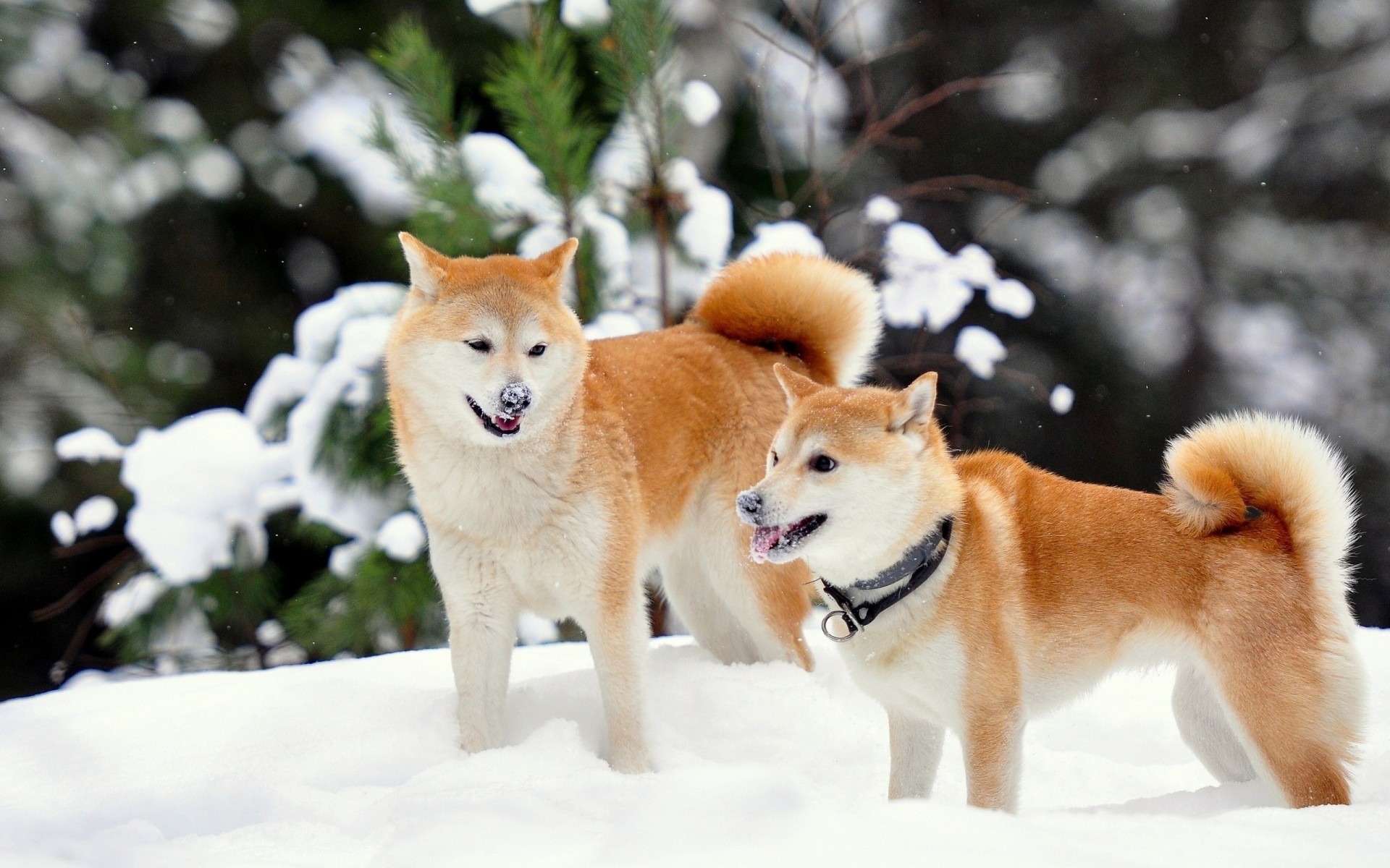 nieve perros akita inu