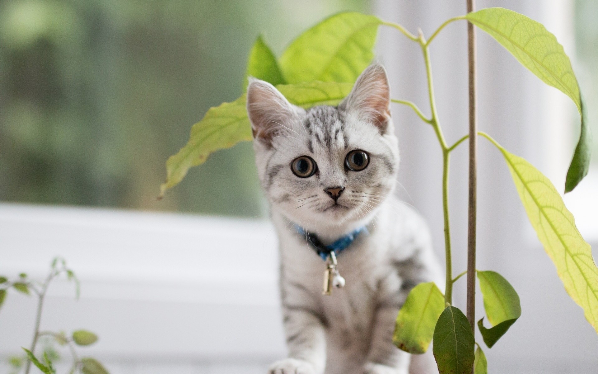 chat fleur british shorthair vue