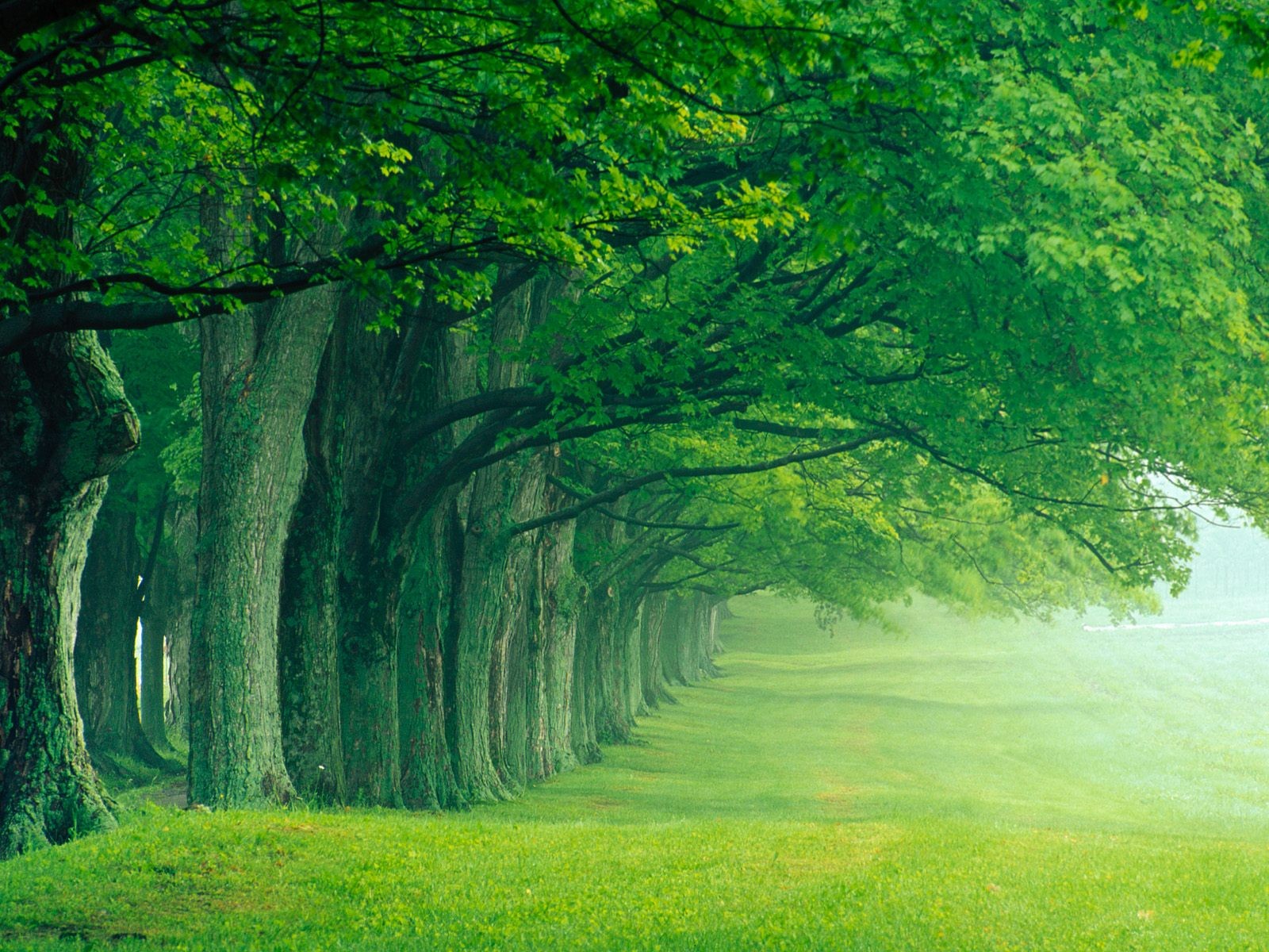 alley park summer morning fog tree silence