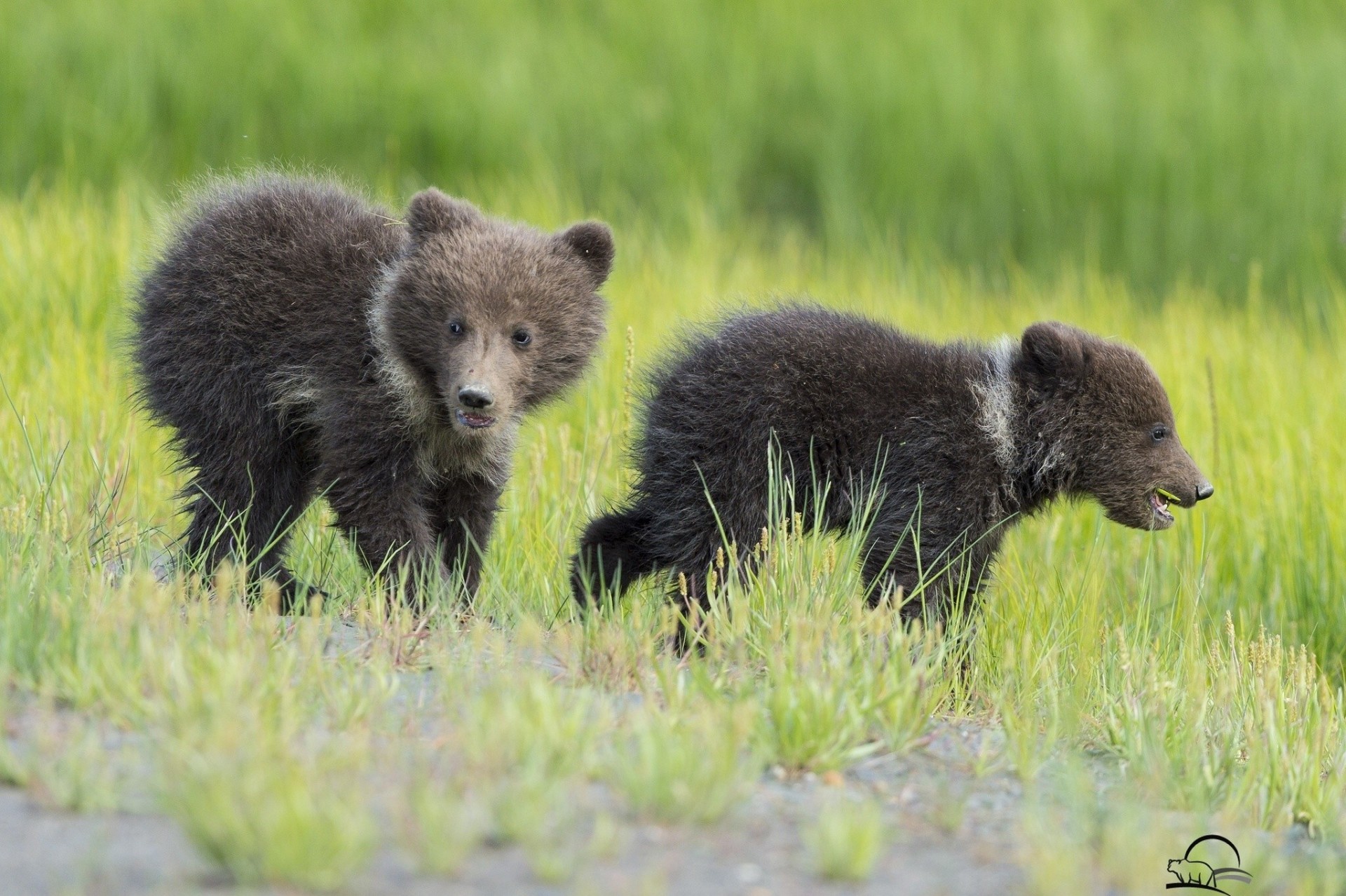 cuccioli erba orsi bambini