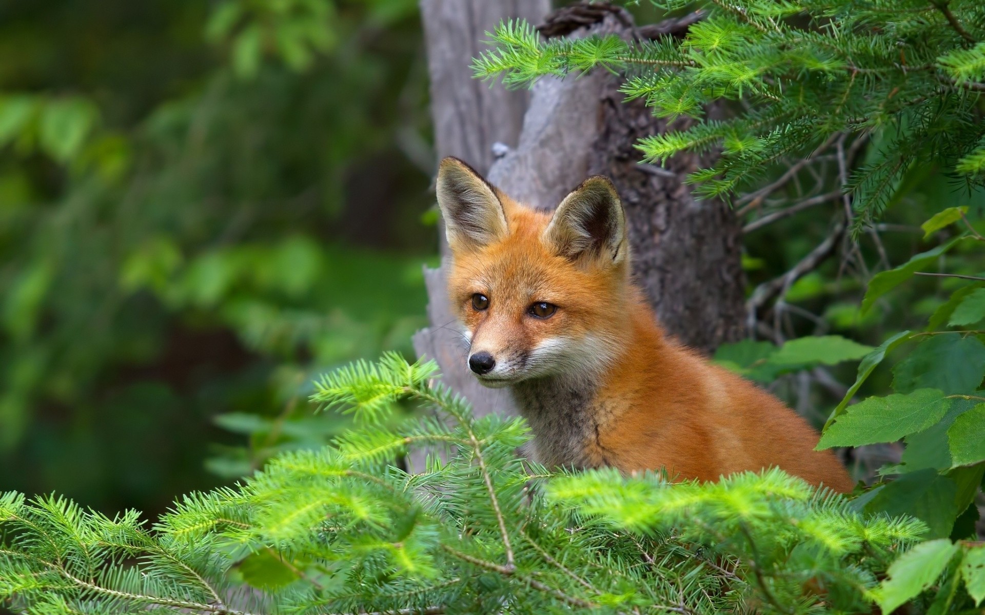 renard branches