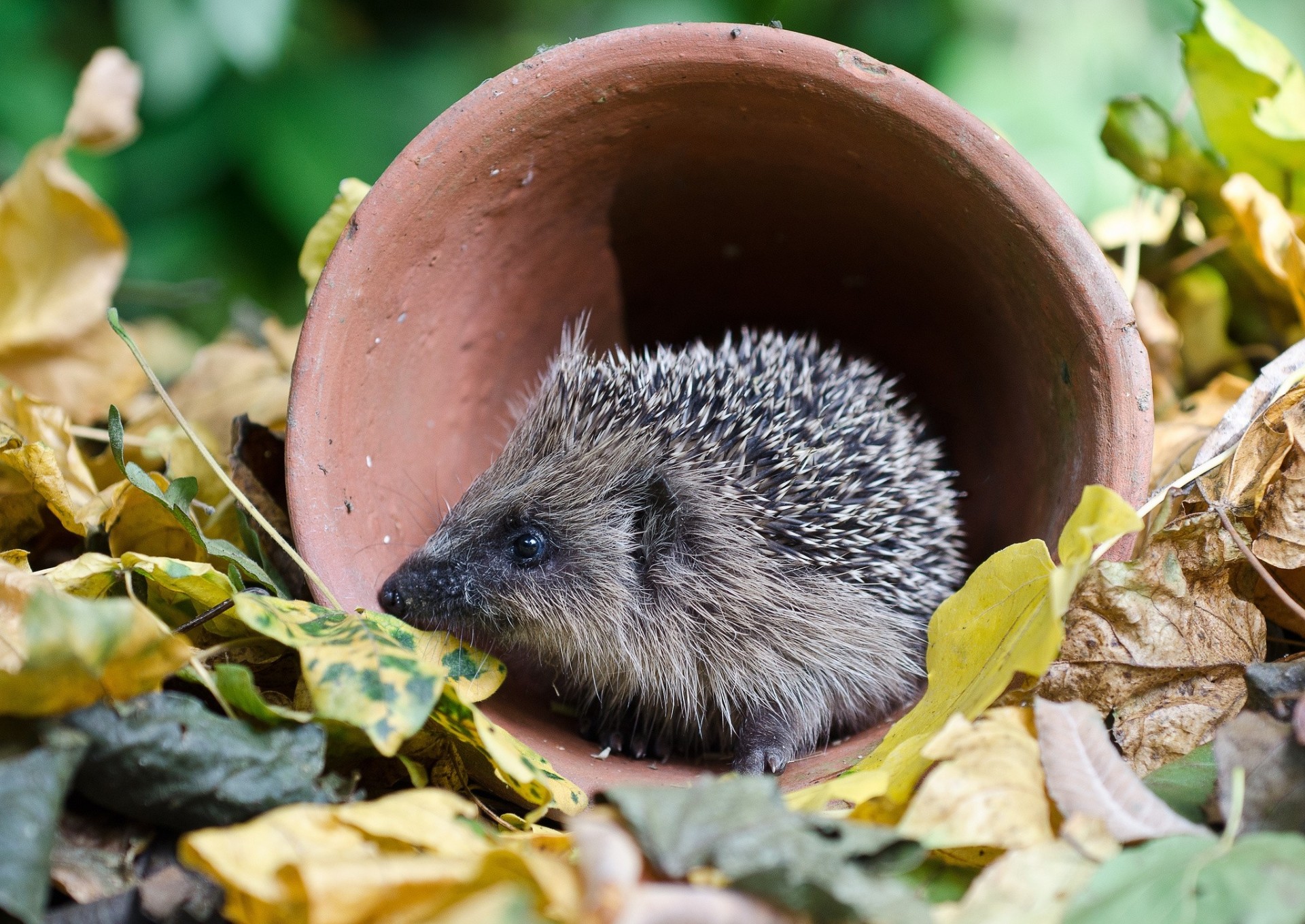 igel blatt herbst