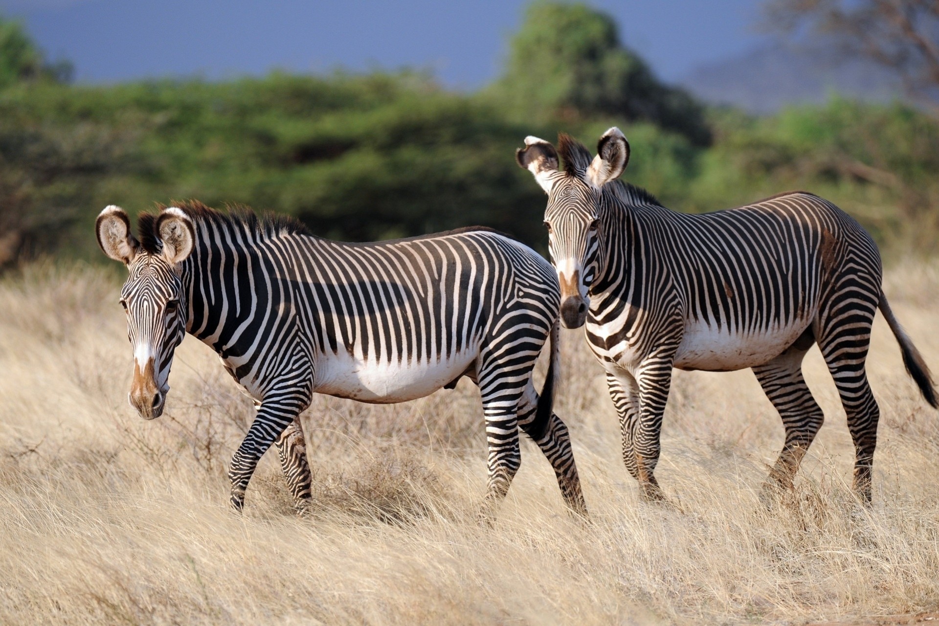 zebra animals nature