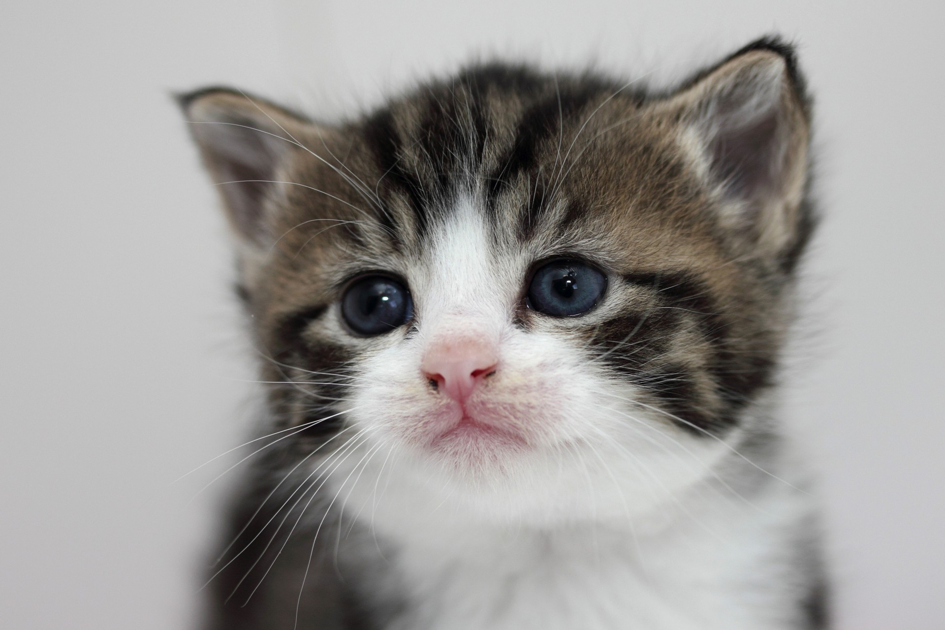 gatto bambino ritratto cavallo shire