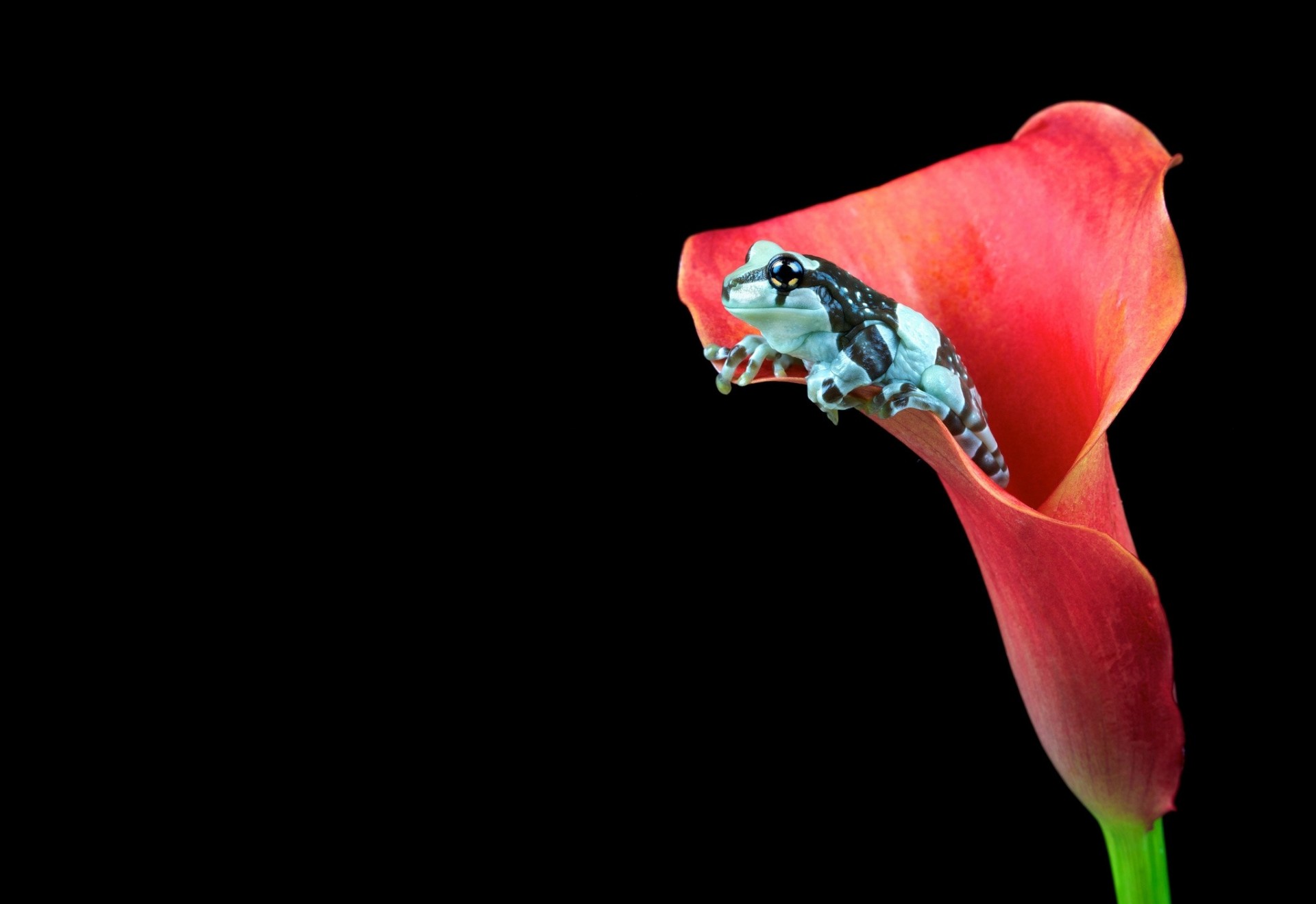 lémur rosa rana flor