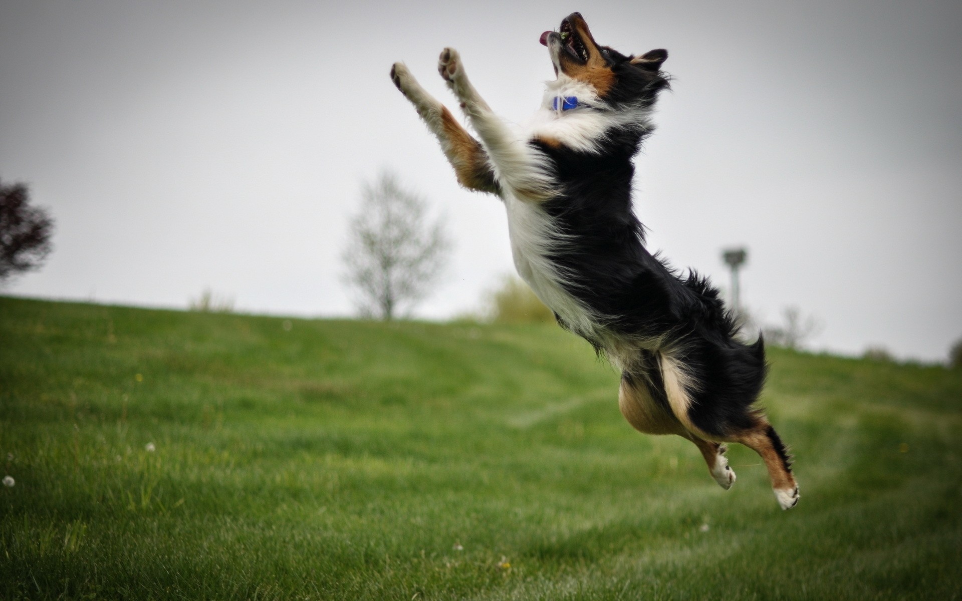 fond saut chien