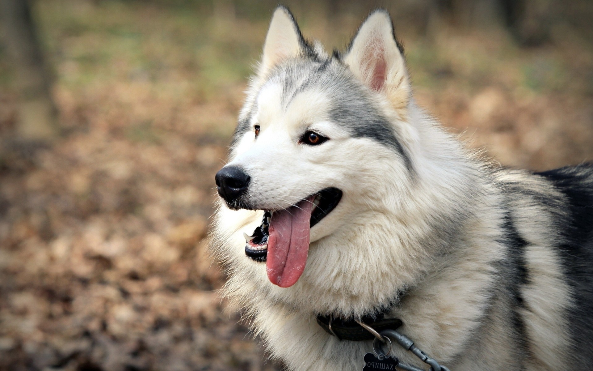 dientes perro