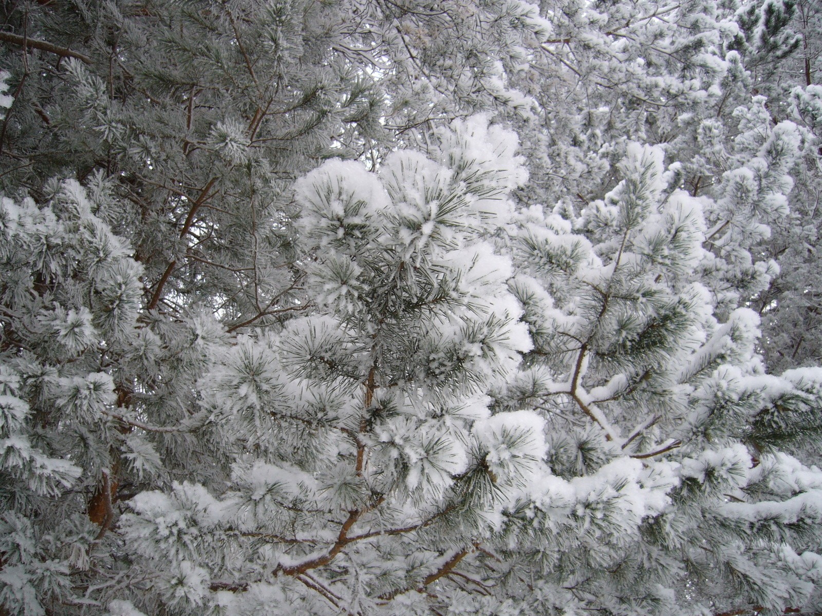 natura choinki las śnieg szron zima