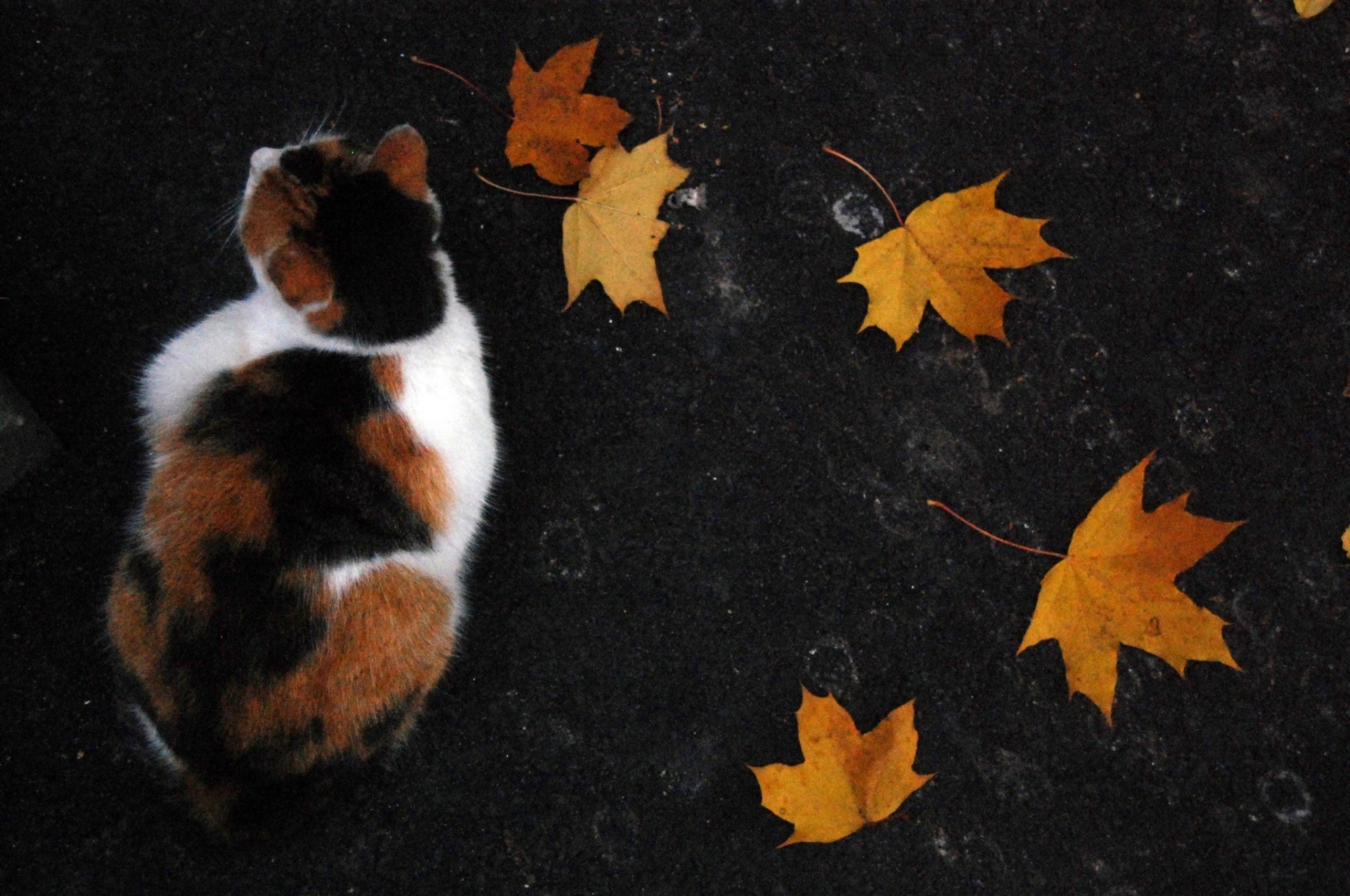 otoño hoja tricolor gato