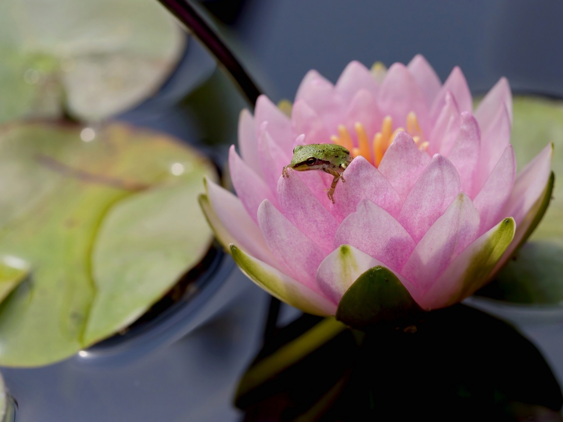 waterlily nymphaeum flower frog close up