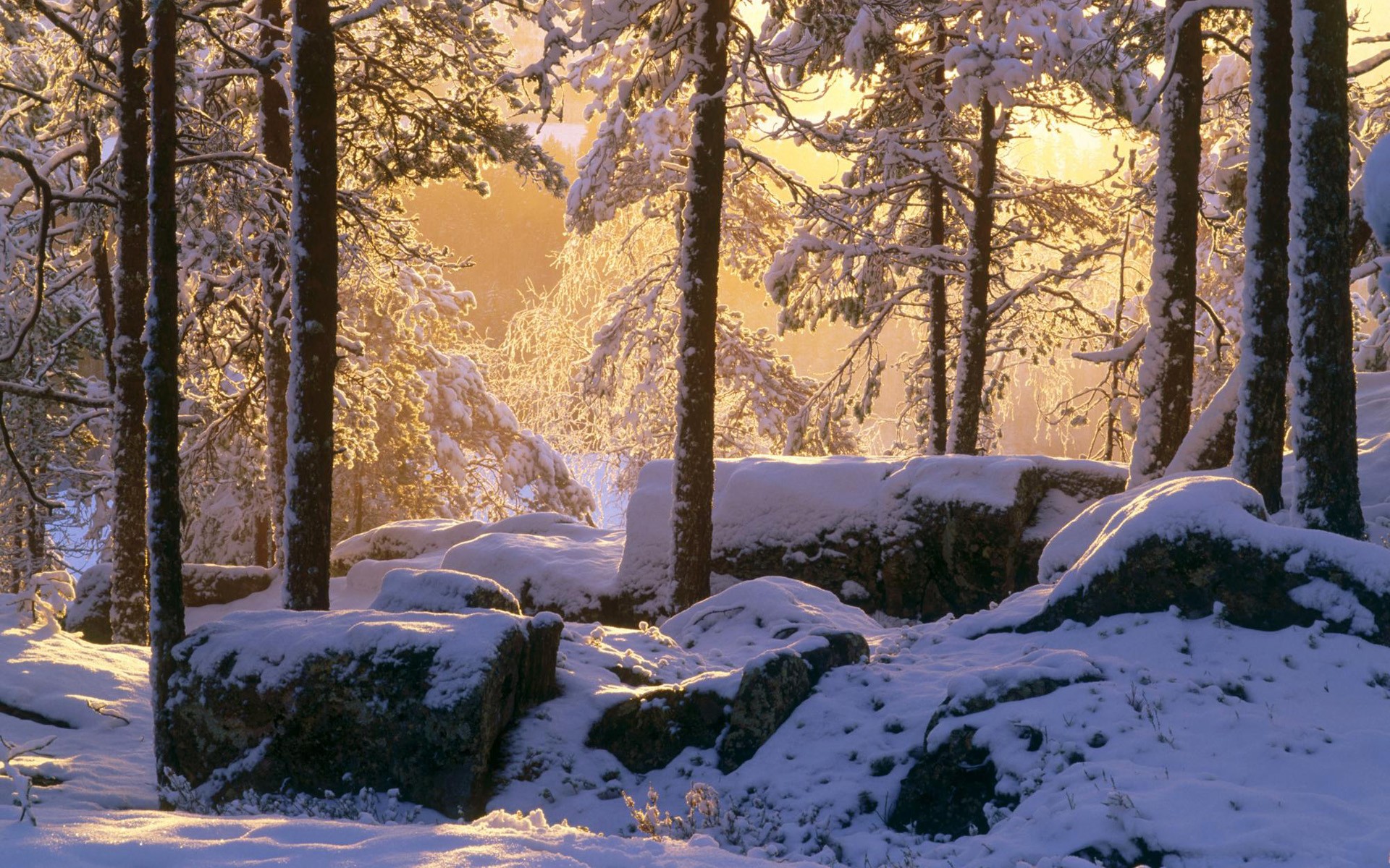 zima śnieg las światło kamienie