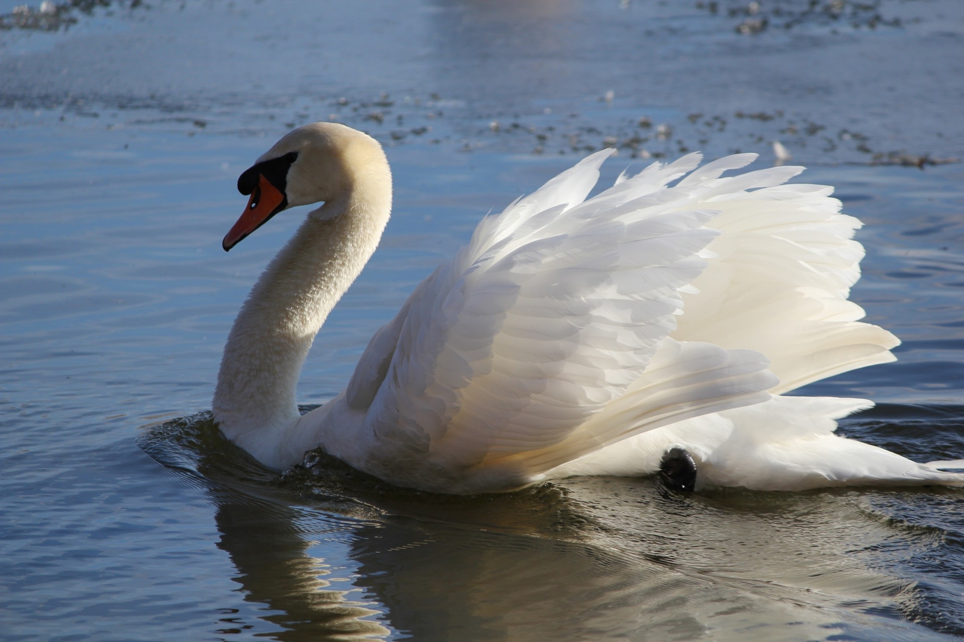 eau blanc cygne