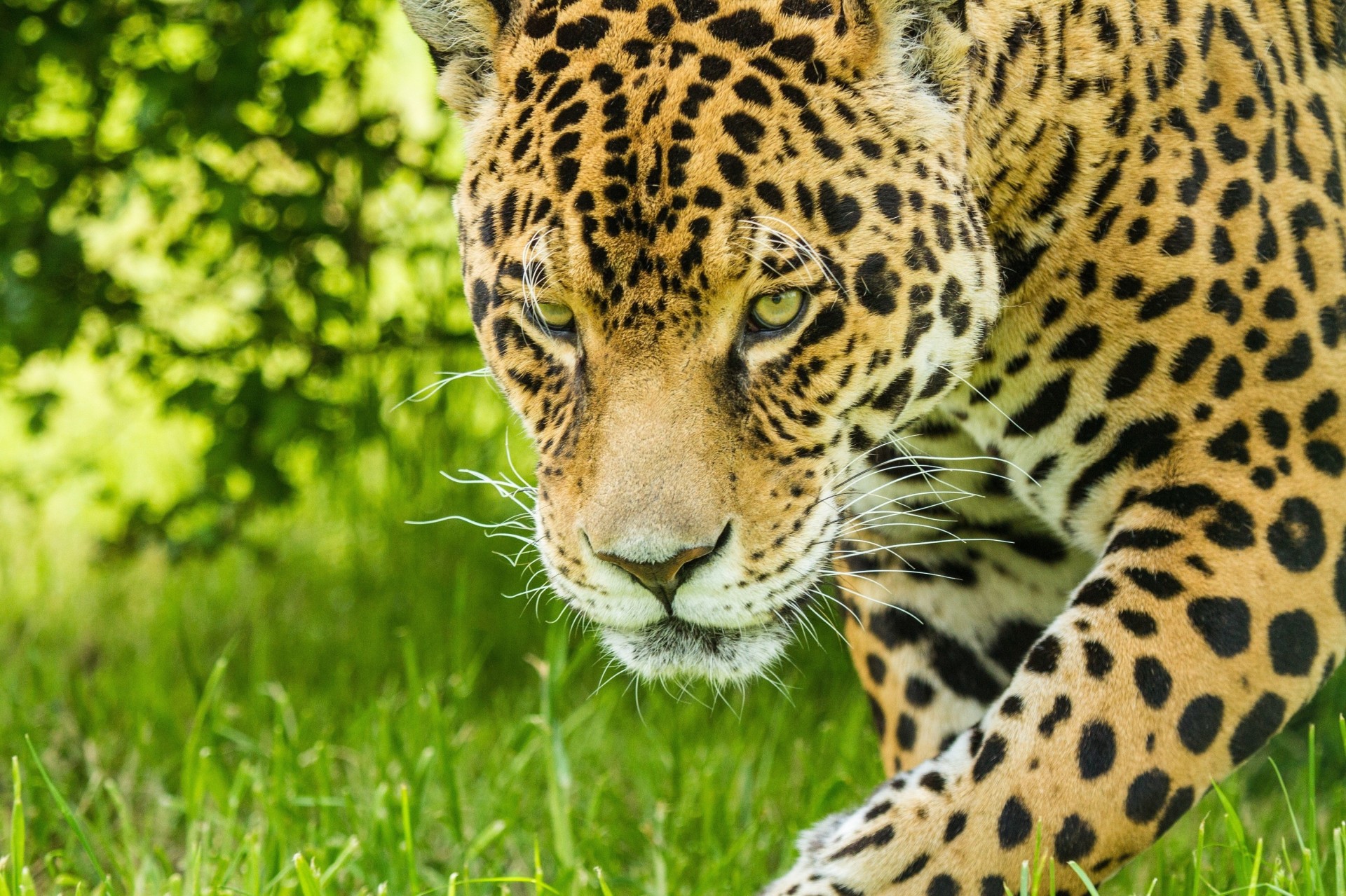 gato salvaje jaguar dientes