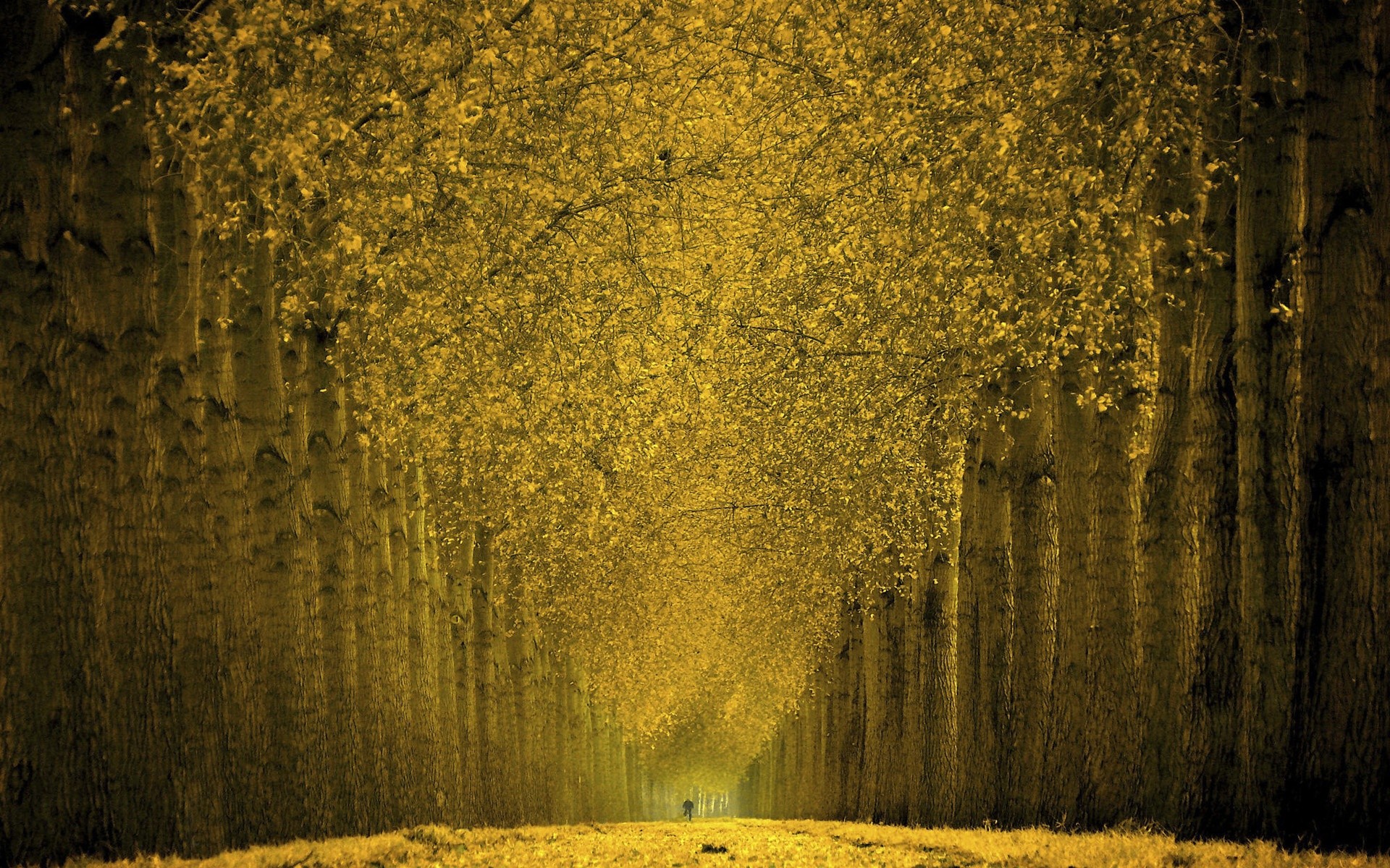 tree alley leaves gold