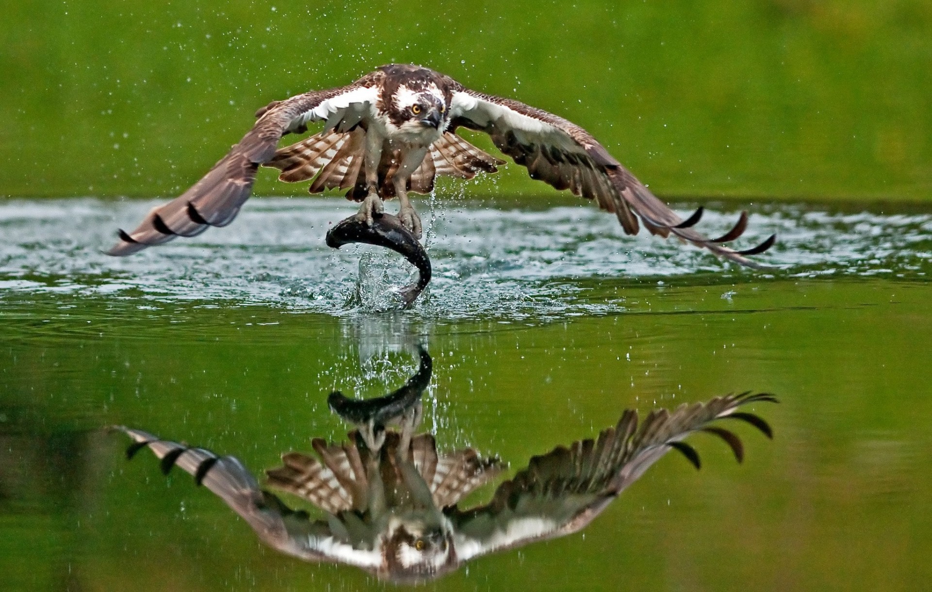 aves captura agua reflexión pescado águila pescadora presa