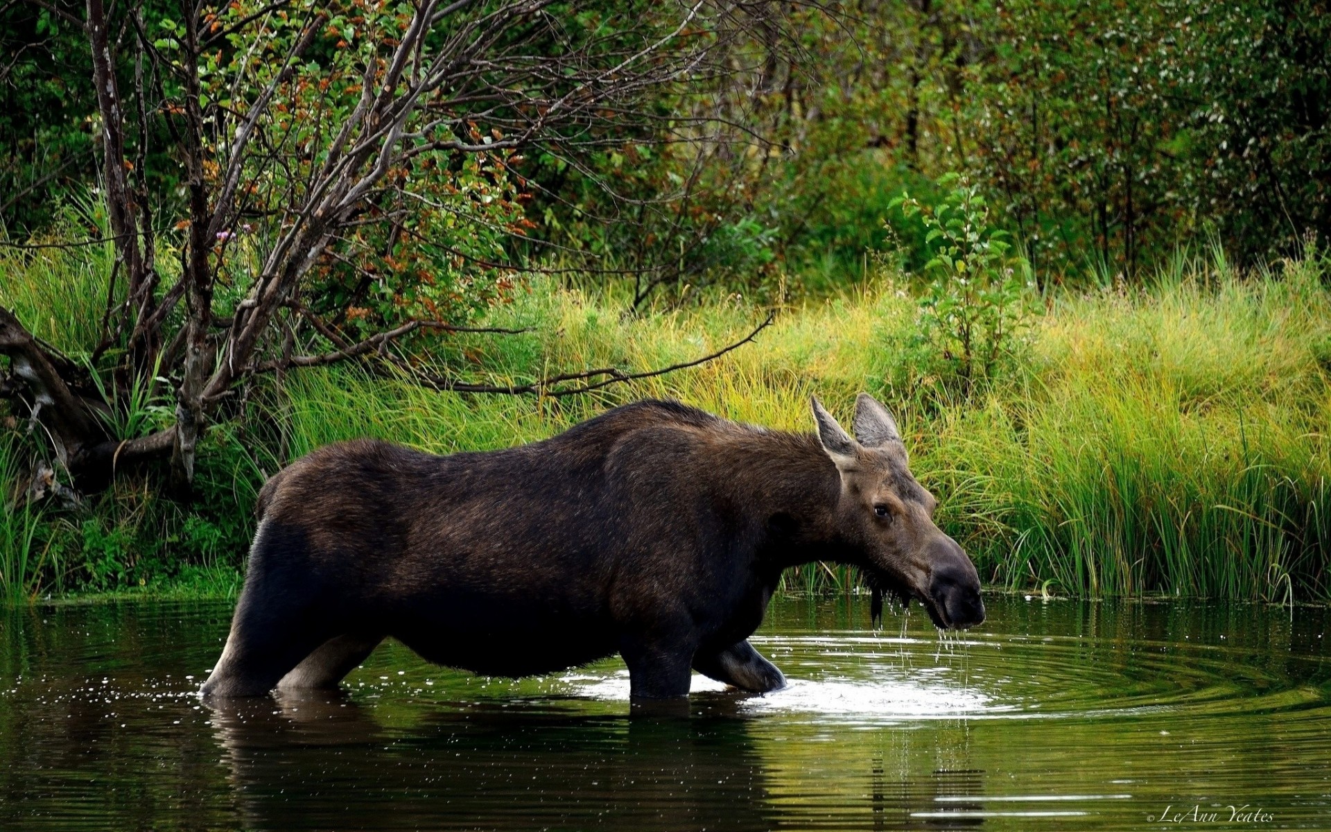 moose forest river