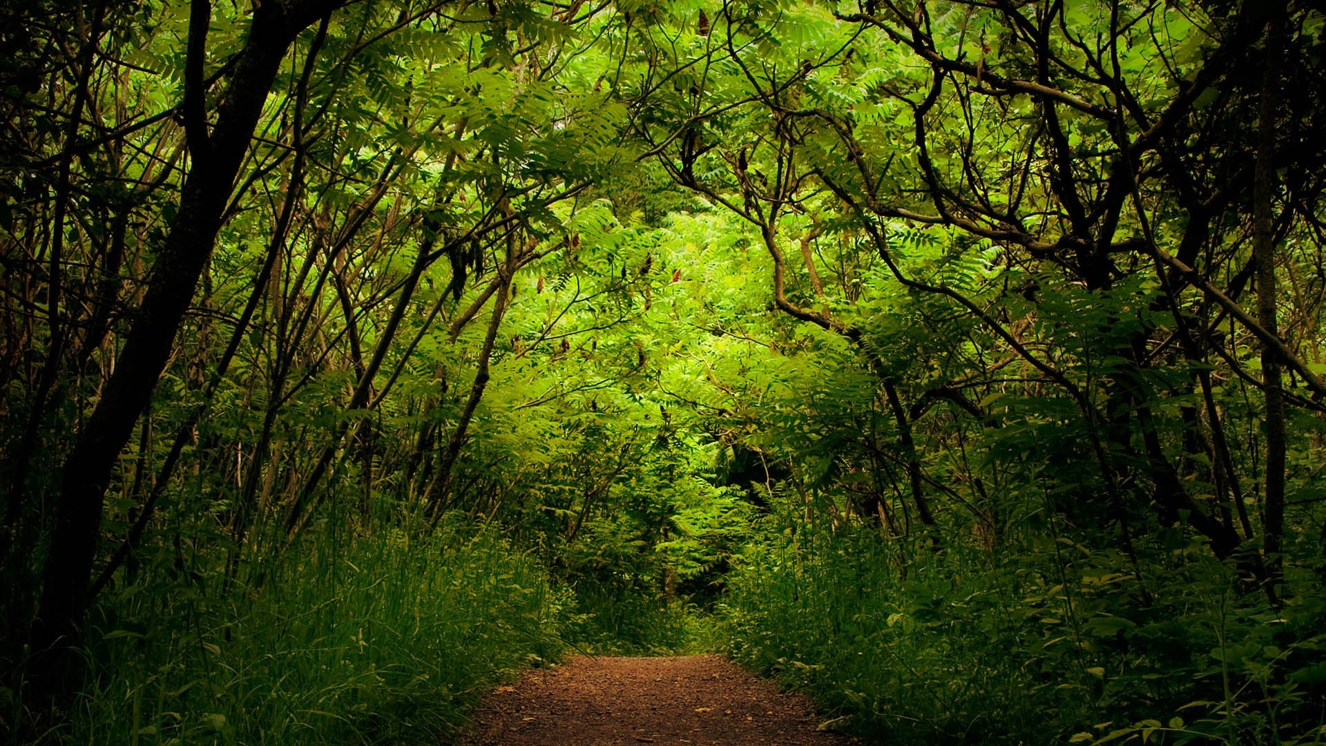 nature forêt verdure plantes