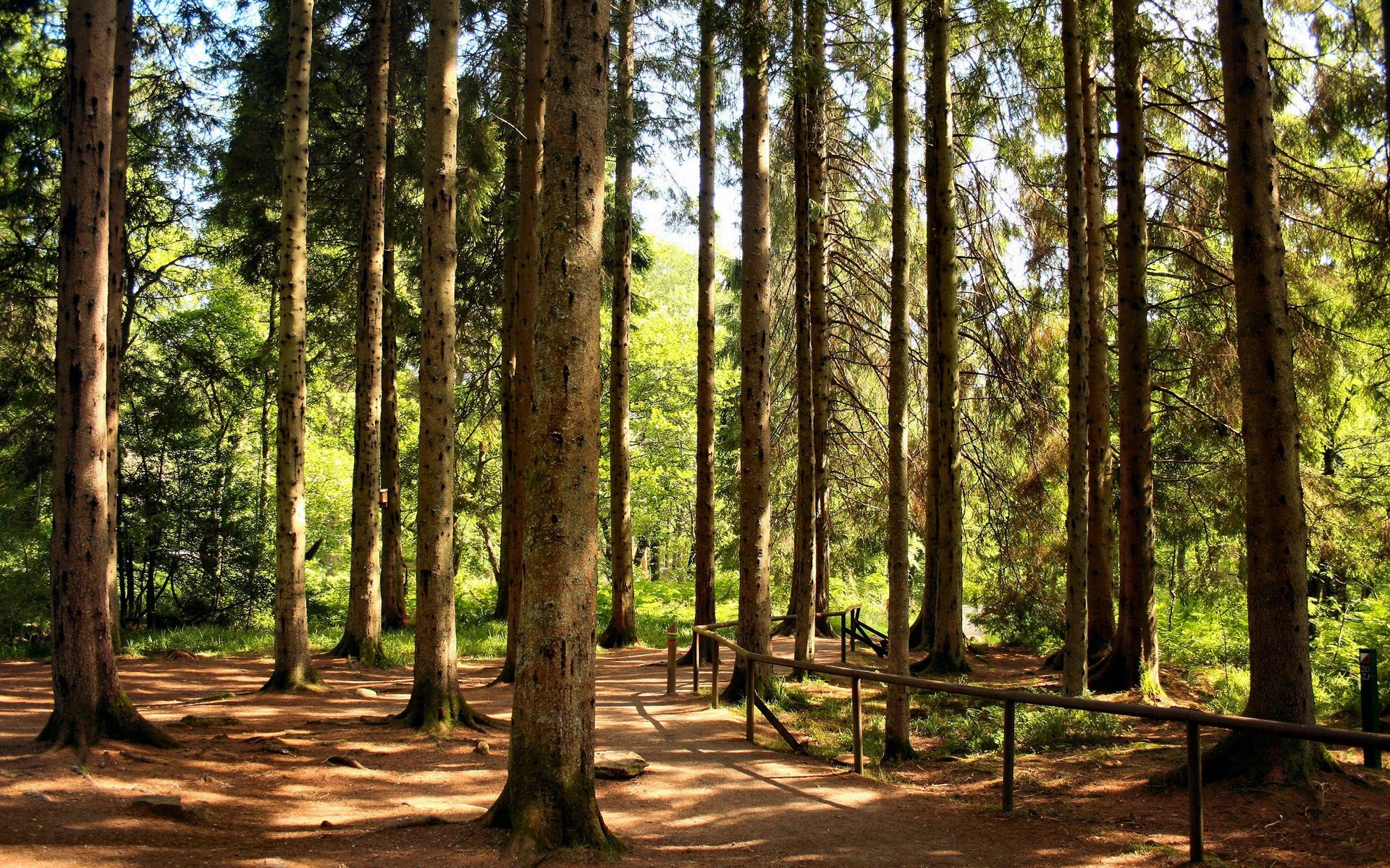 forêt pins sentier