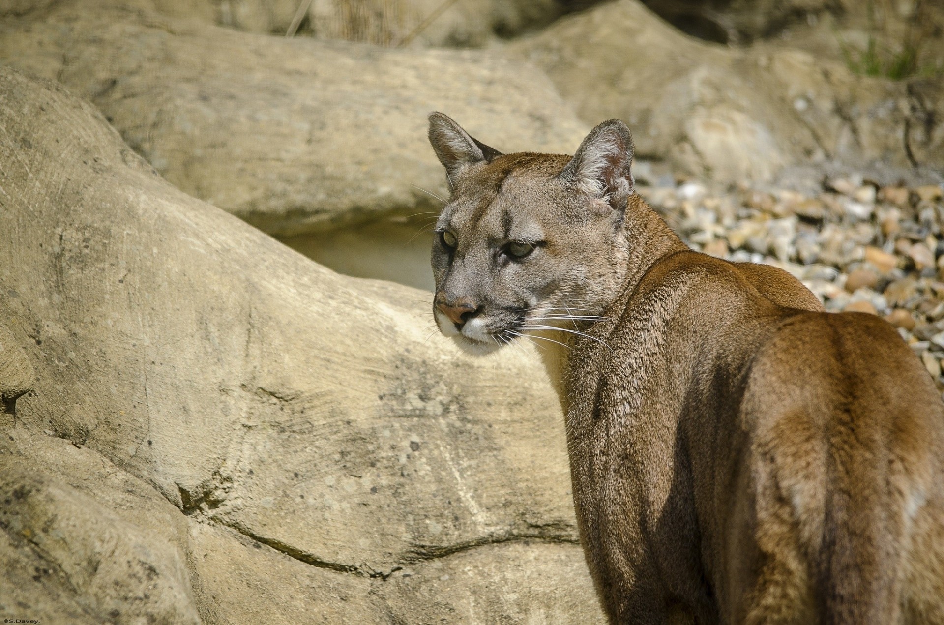 wildkatze puma berglöwe