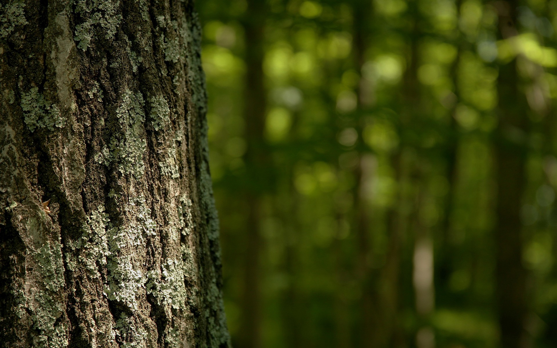 forêt été arbre écorce