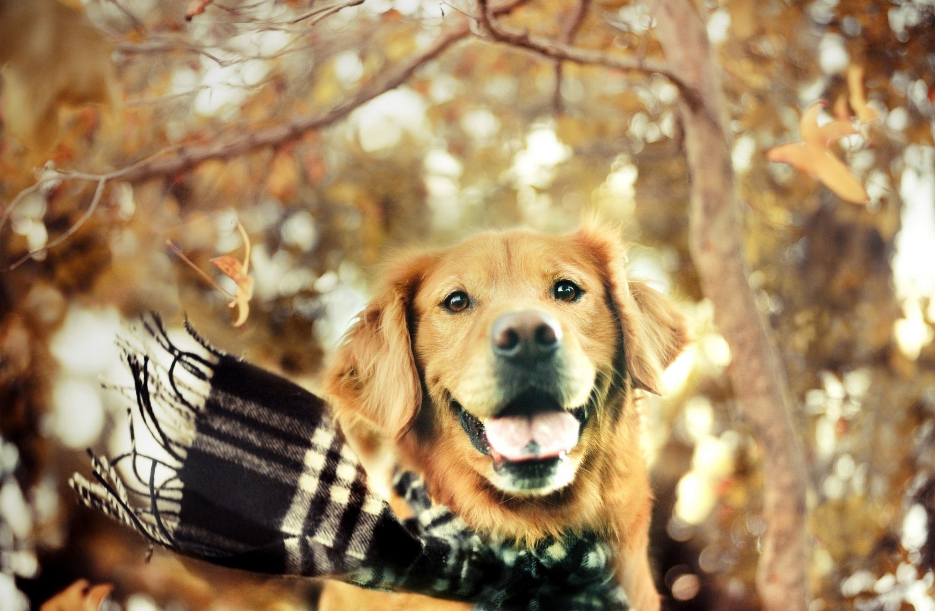 otoño perro bufanda golden retriever