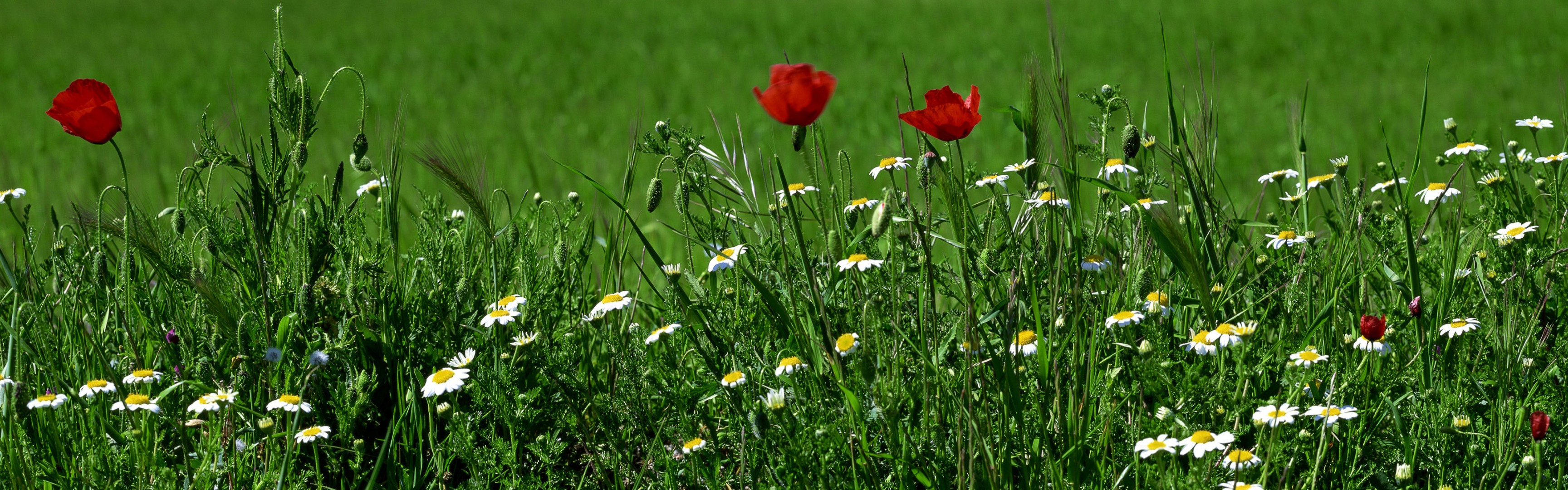 blumen gras grüns gänseblümchen mohnblumen