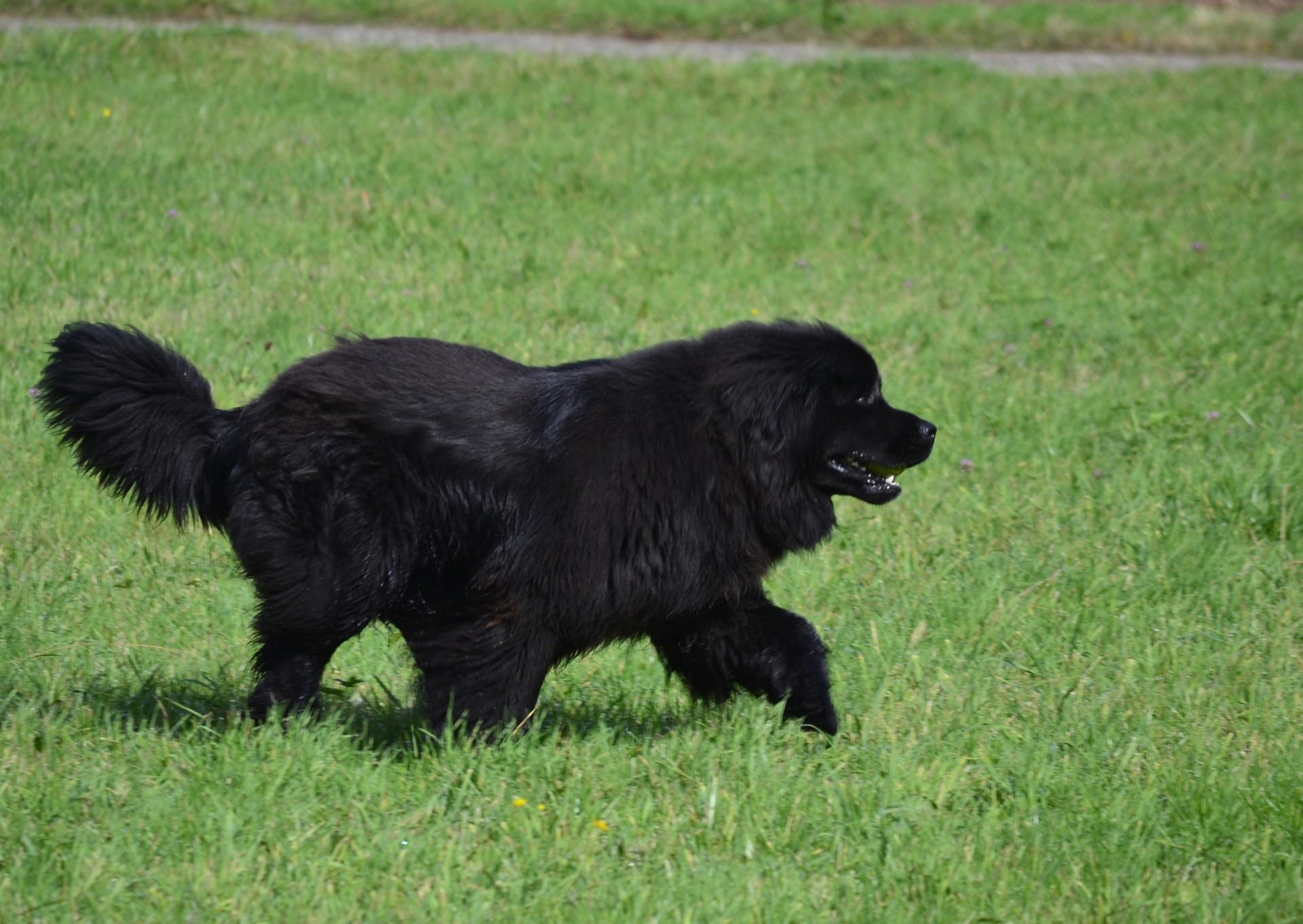 chien terre-neuve pelouse