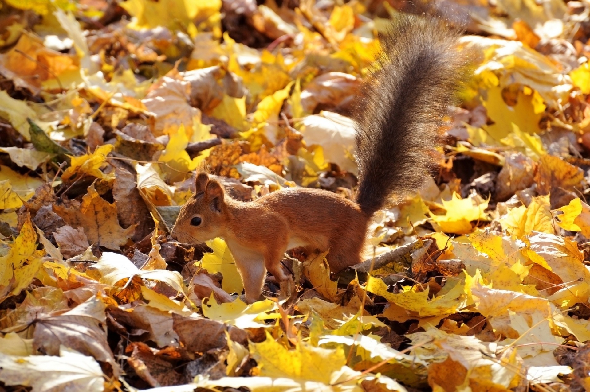 automne feuille queue duveteuse husky rouge