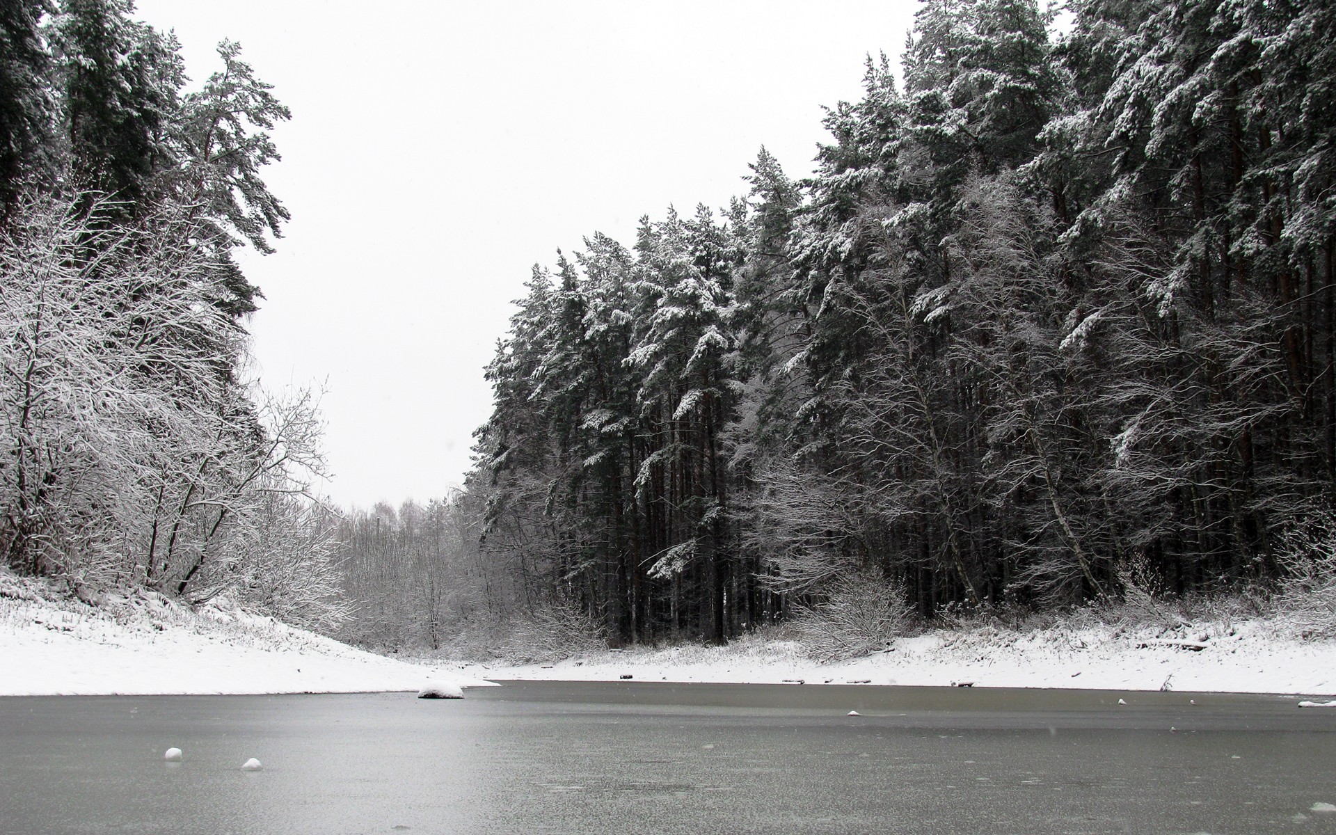 étang hiver forêt nature neige pins