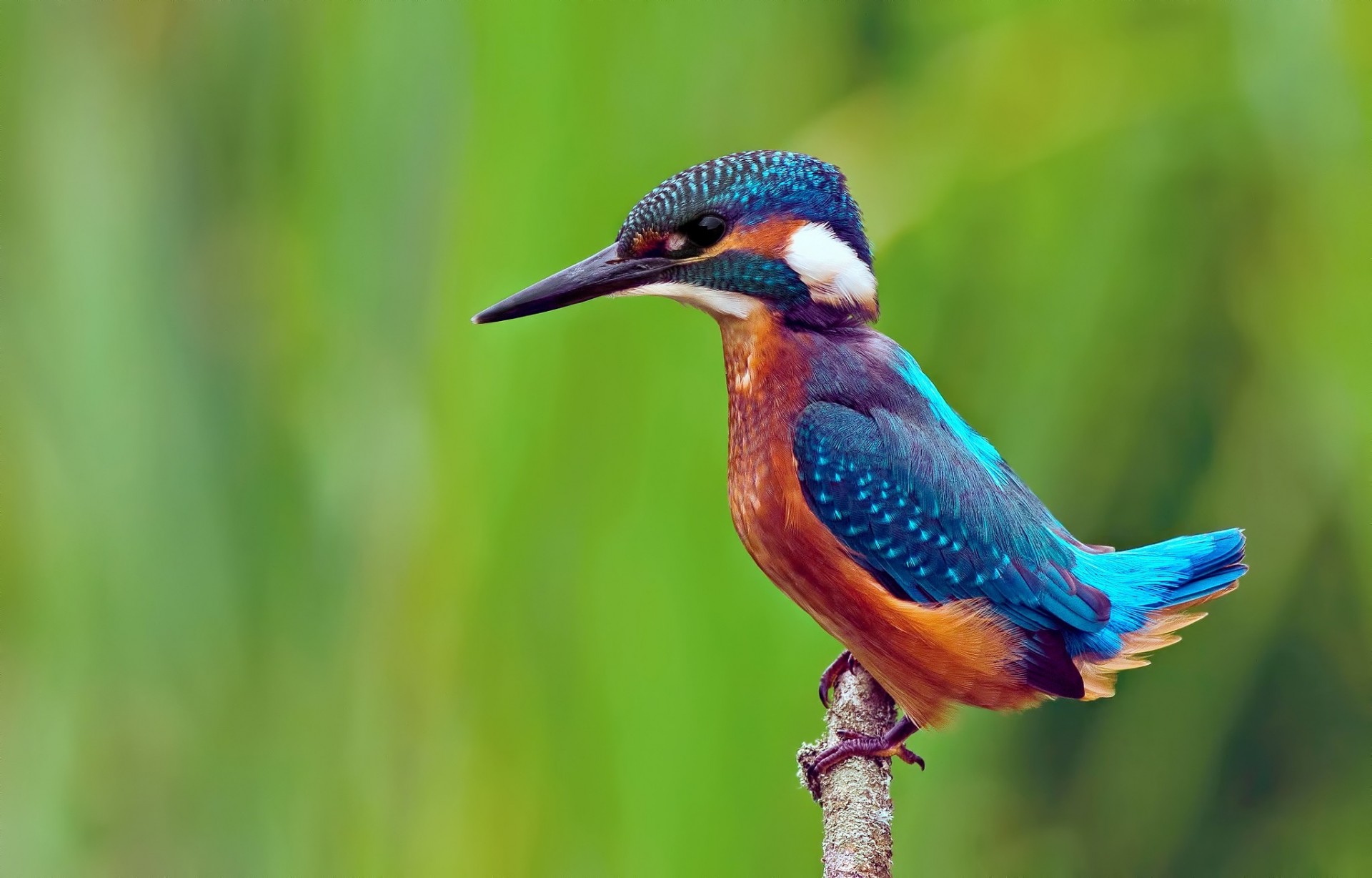 alcedo atthis birds background common kingfisher branch kingfisher